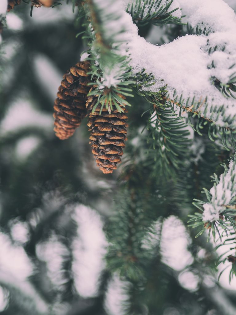 Image of a fir tree with two pinecones covered in snow.